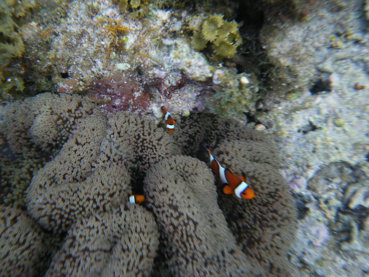 米原ビーチのニモ