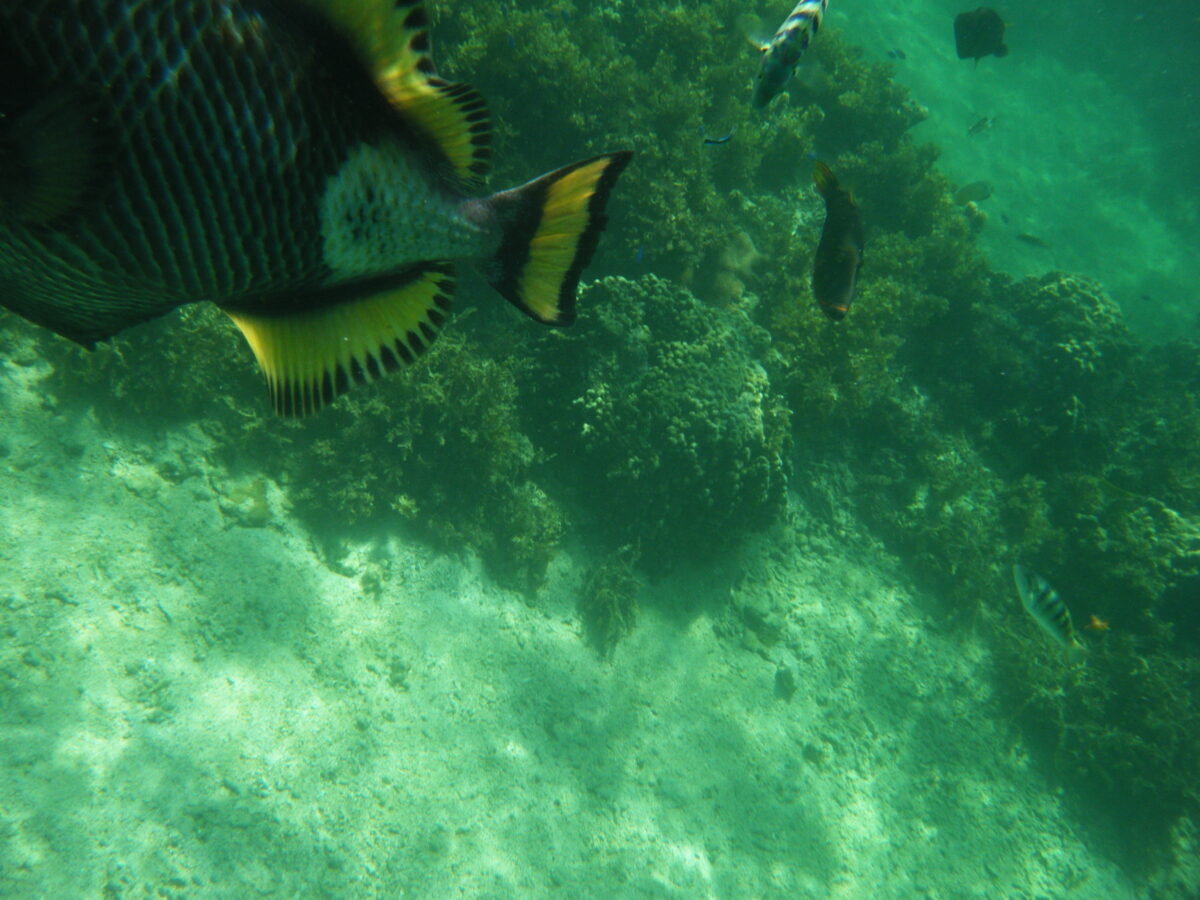 黒島では危険なゴマモンガラに注意