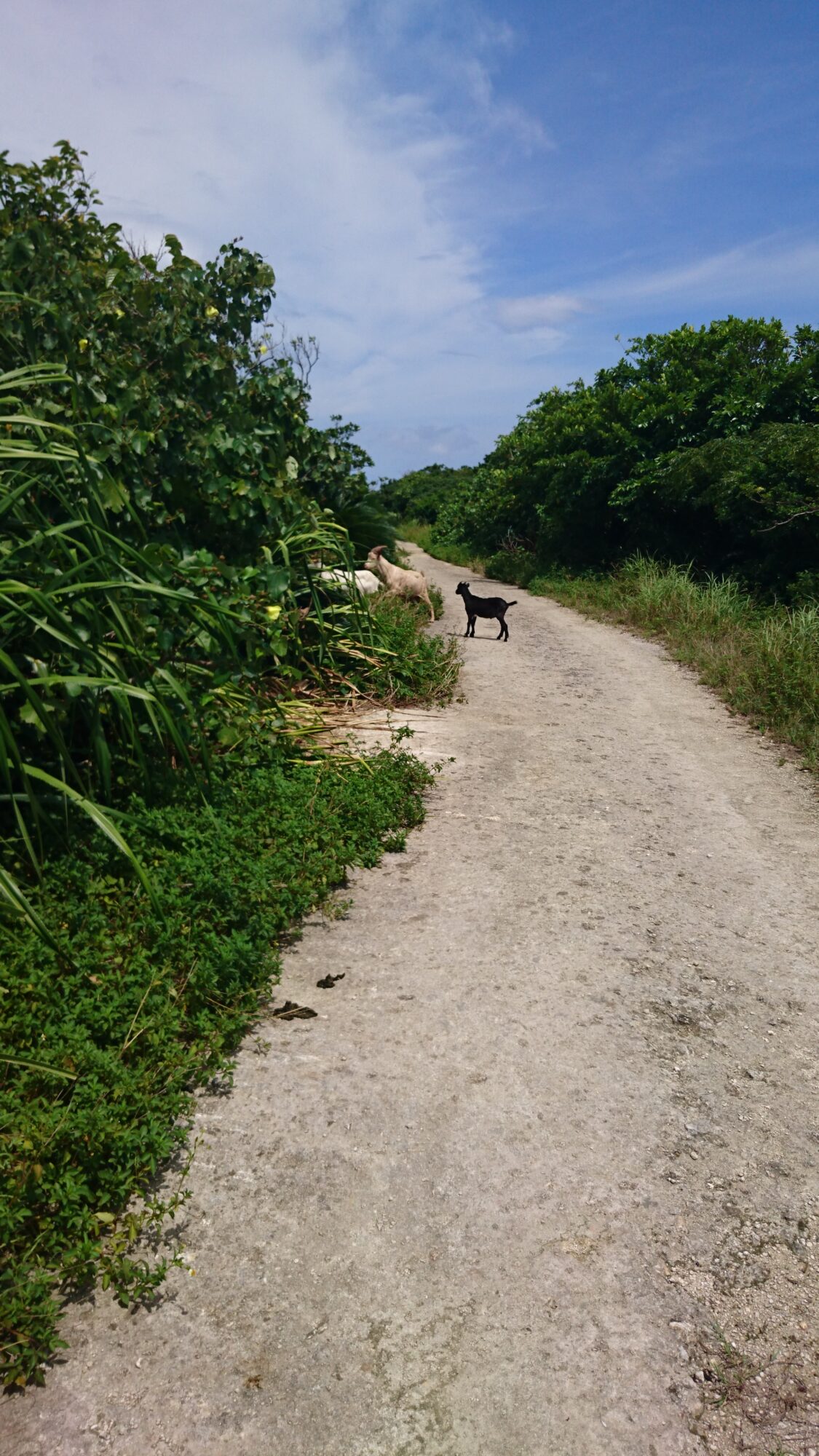 ヤギがお迎えしてくれます