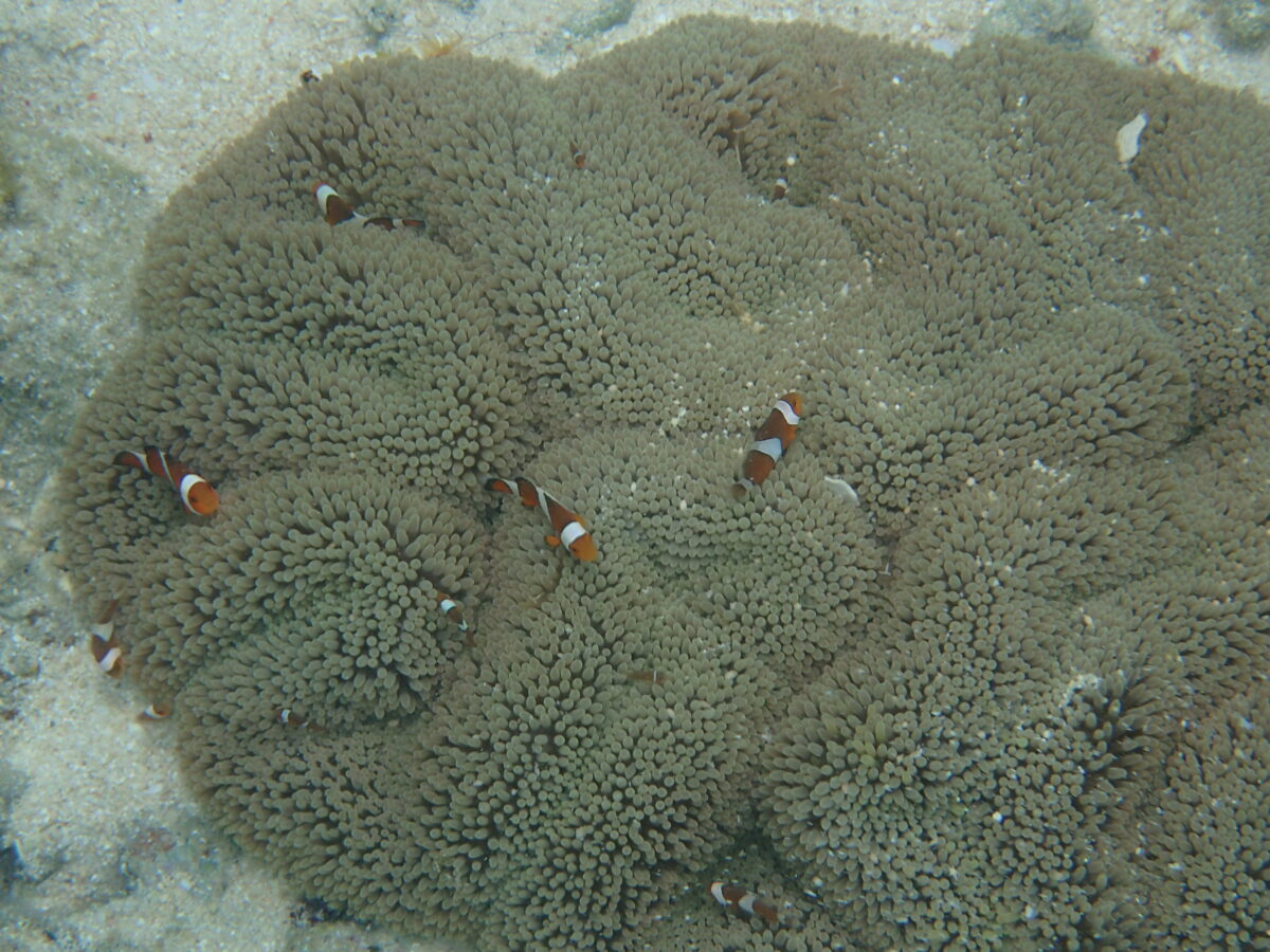 カクレクマノミもたくさんいました