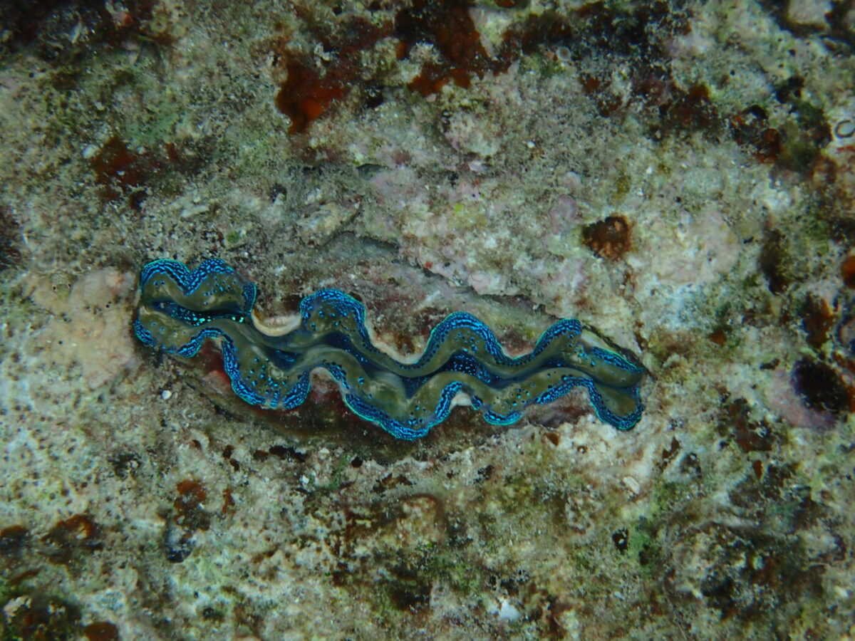 カラフルなシャコ貝