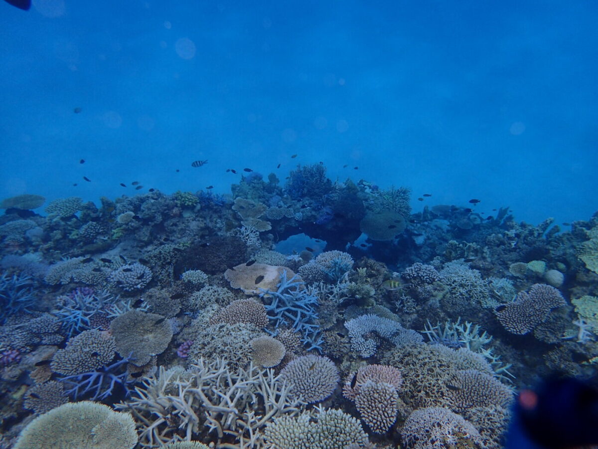 サンゴ復活か？