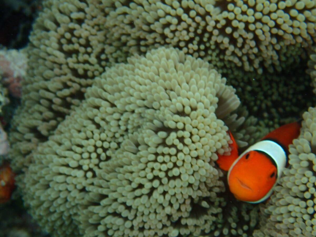 カクレクマノミ