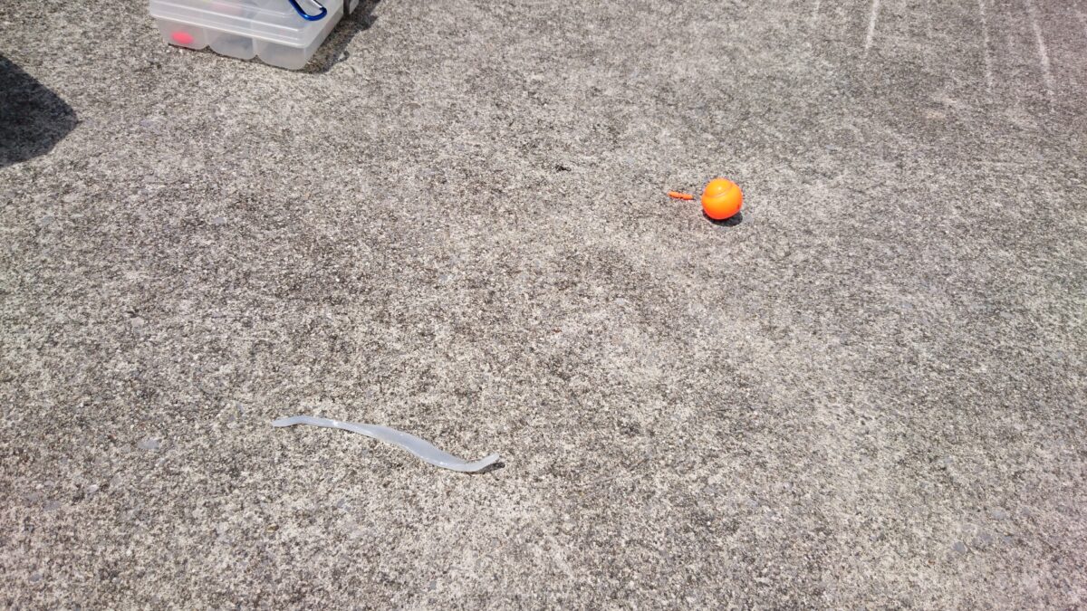 イカそうめんをエサに