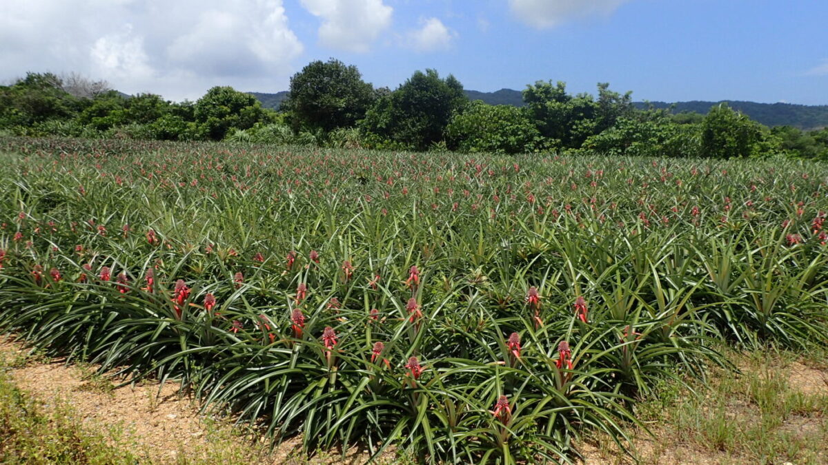 パイナップル畑