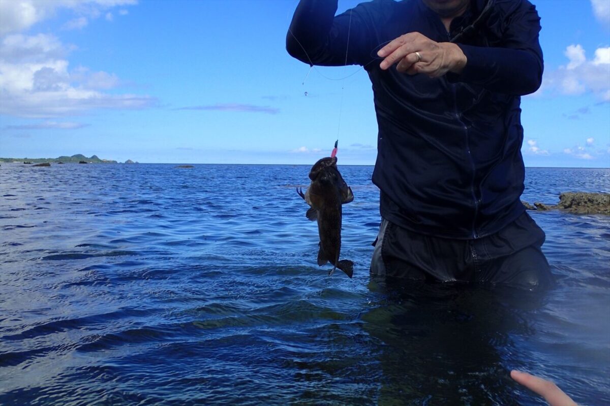 ハタ系なんだけど何という名前か？