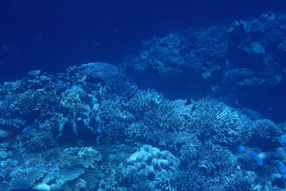 深場にも魚たちがいました