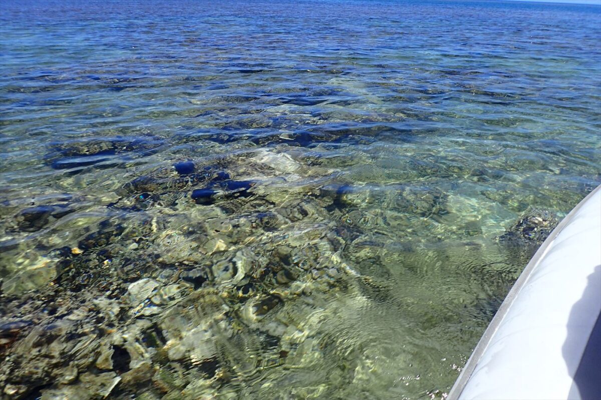 透き通った海に、ニモもいました