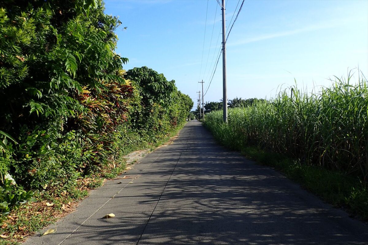 八重山ヤシの近くのみち