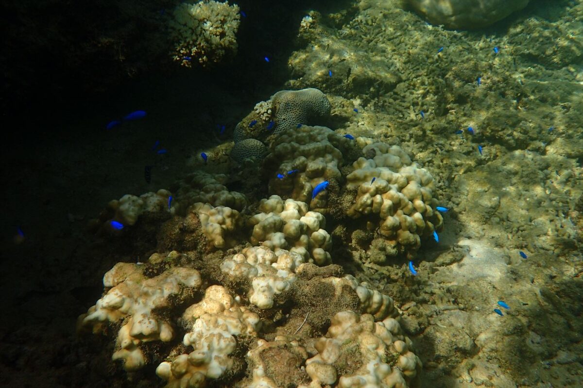 ここではオニカサゴみたいな魚が釣れた