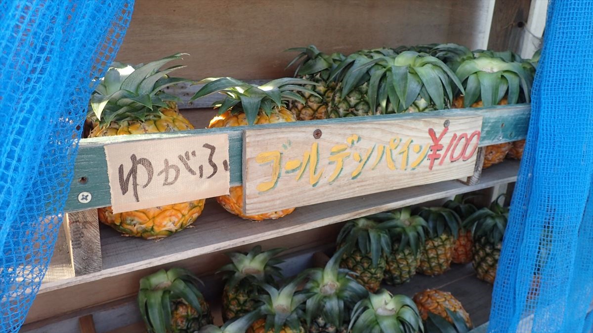 ゴールデンパイン