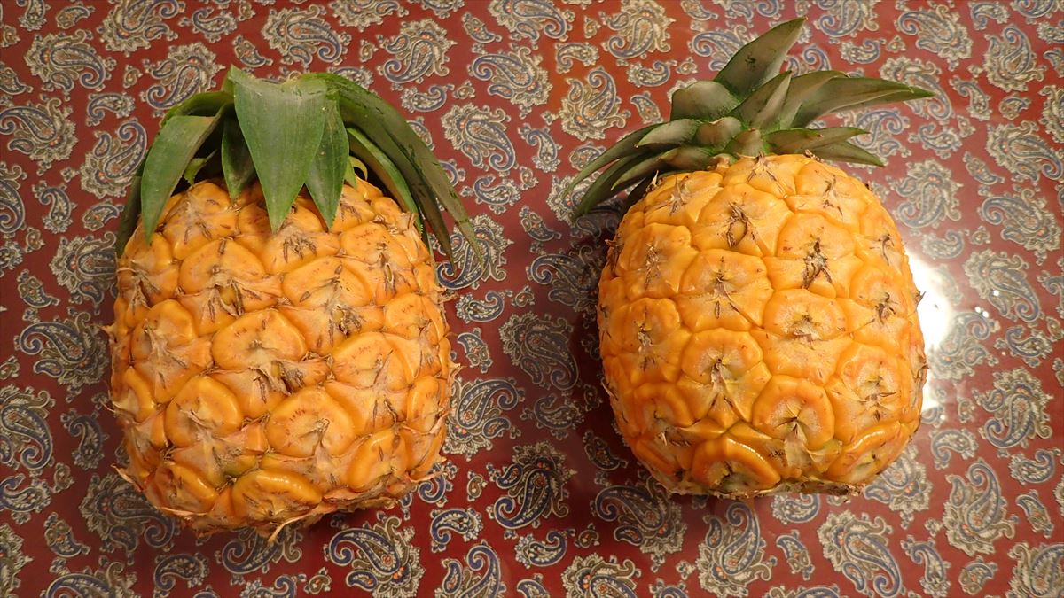 ゴールドパイン