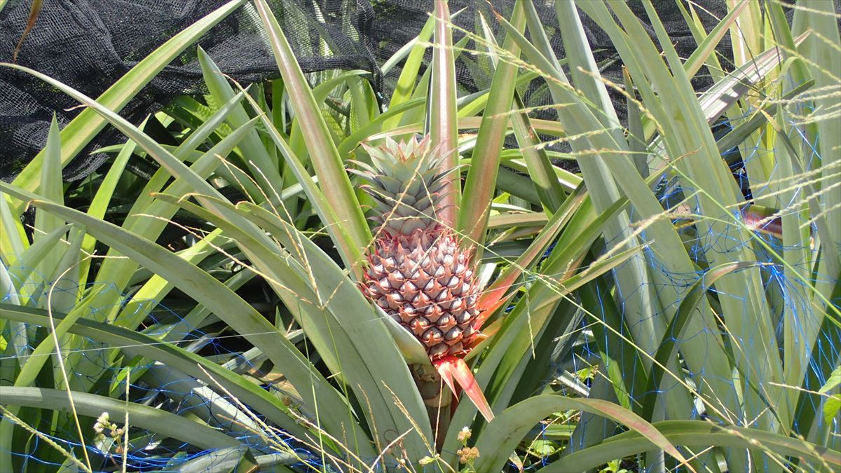 パイナップルは幹の上に実がなるよ