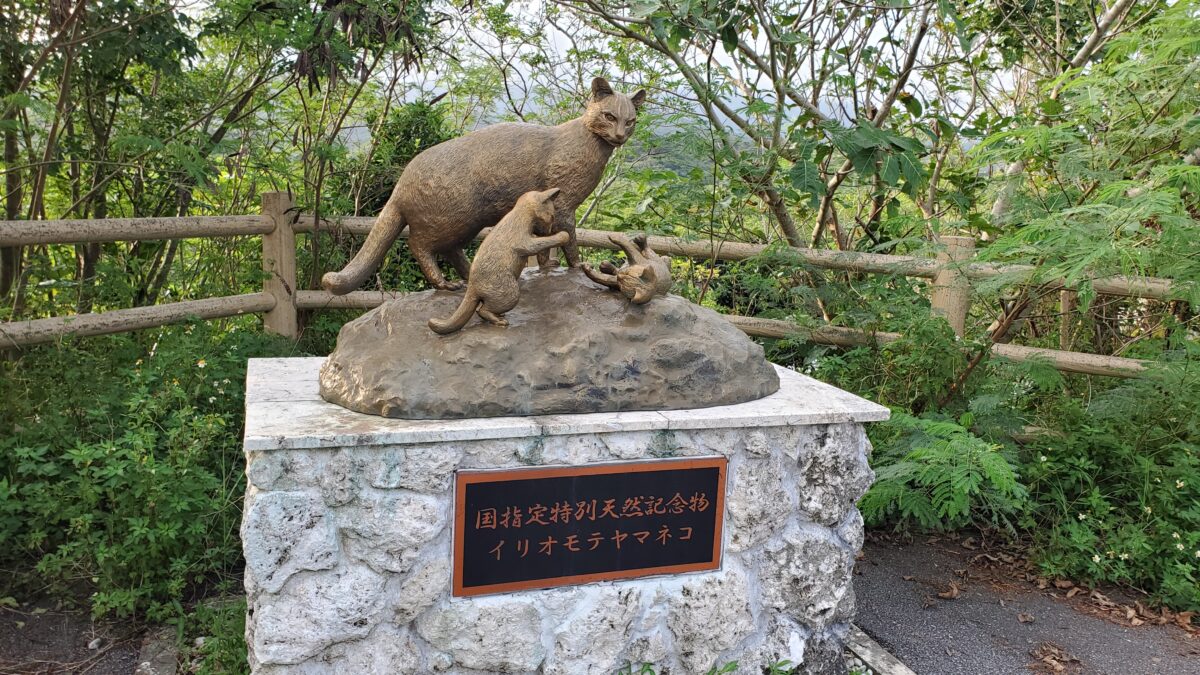 国指定特別天然記念物　イリオモテヤマネコ