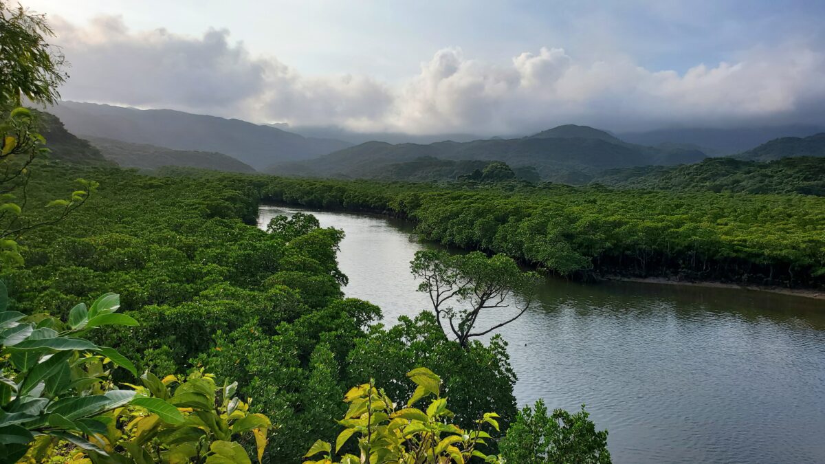 マングローブジャックが生息してそう