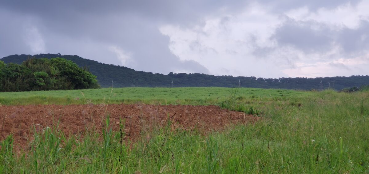 広大なサトウキビ畑が広がる