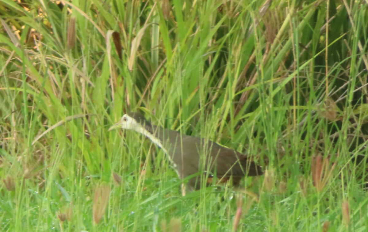 シロハラクイナ