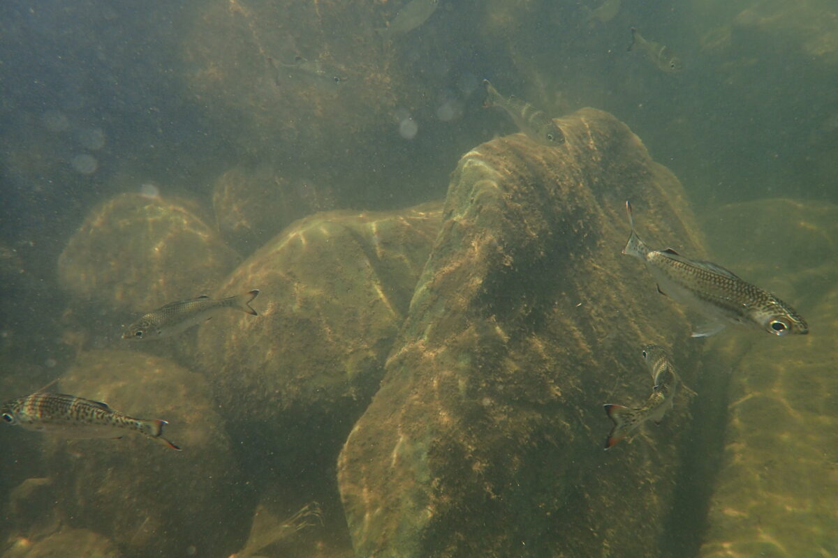 我が家のカメラで撮影、小川の中にもユゴイ