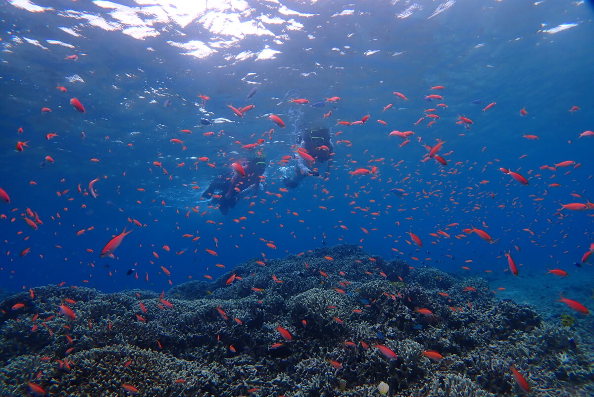 たぶん網取あたり