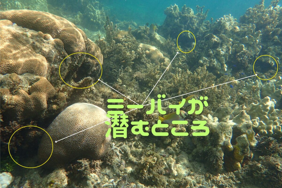 ミーバイポイント