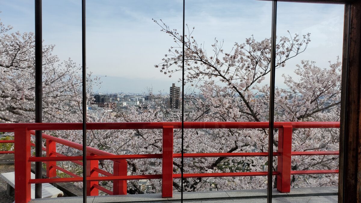 絵馬堂からの桜もいいよ