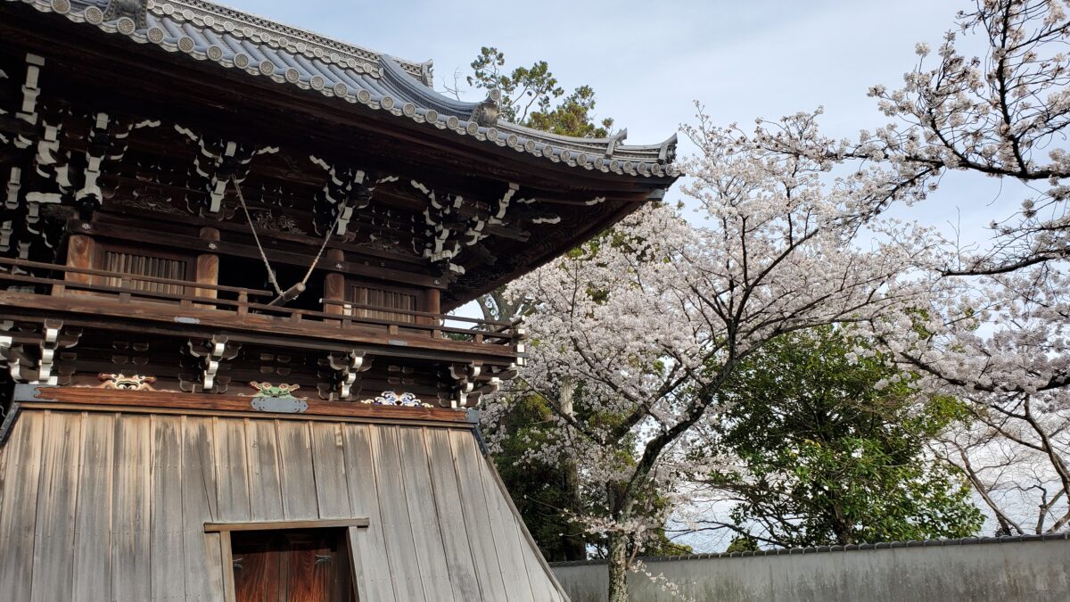 鐘楼堂の横に植えられている桜
