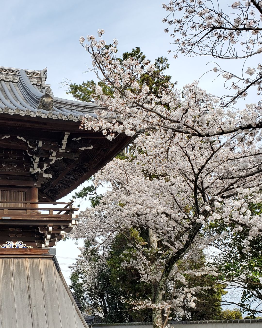 鐘楼堂の横に植えられている桜