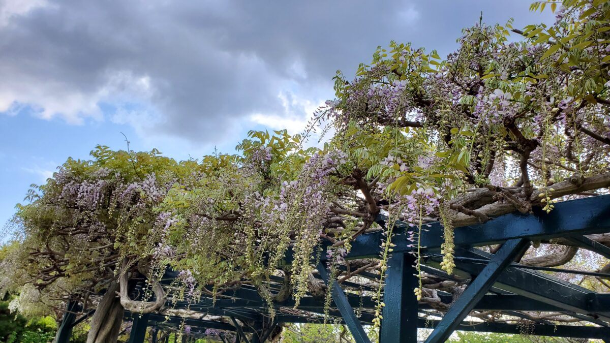 ミツバチもたくさん飛んでいます