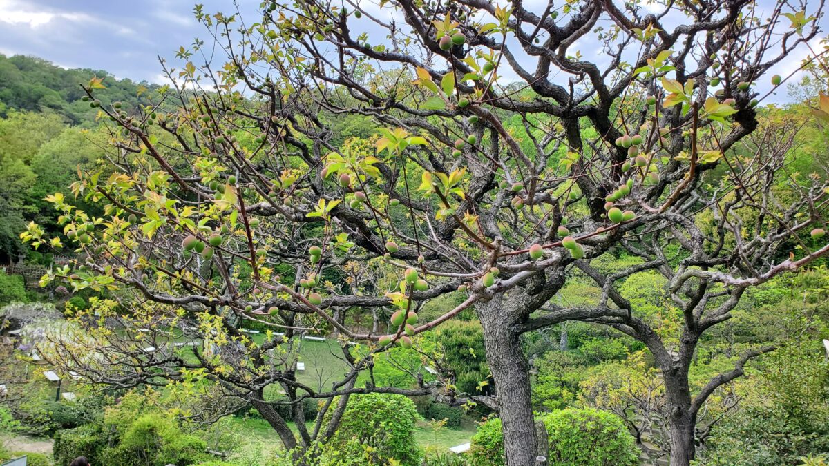 中山寺梅林の梅の実