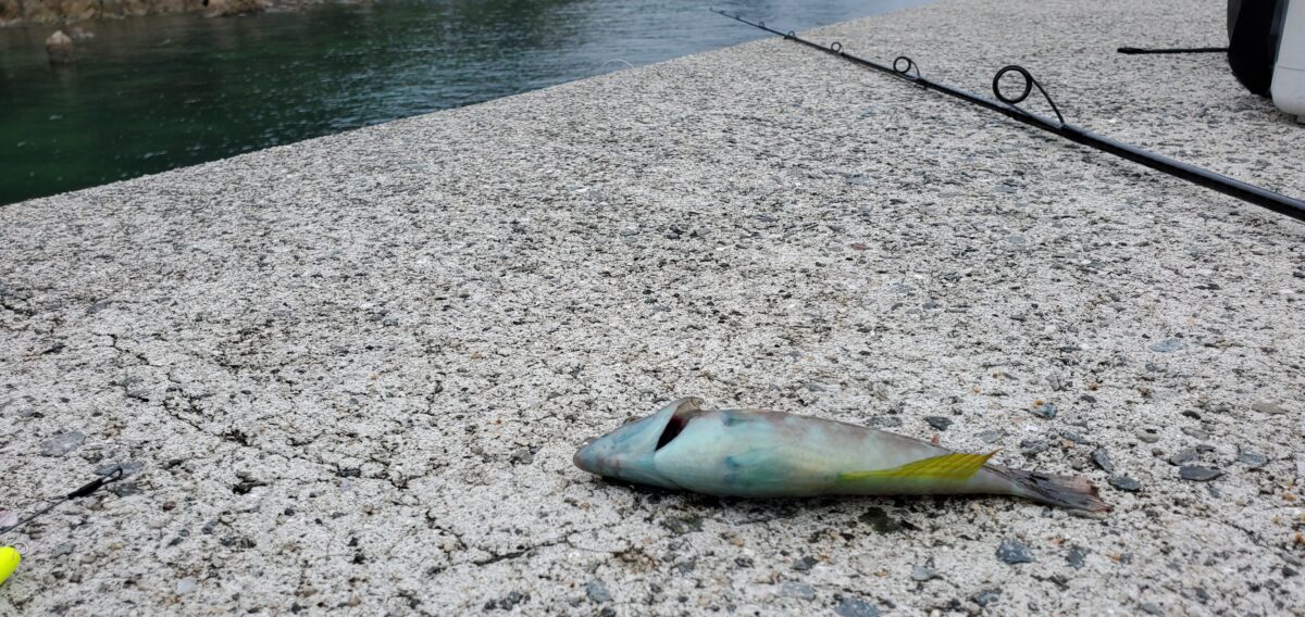 良く引くので大きいキスかと思った