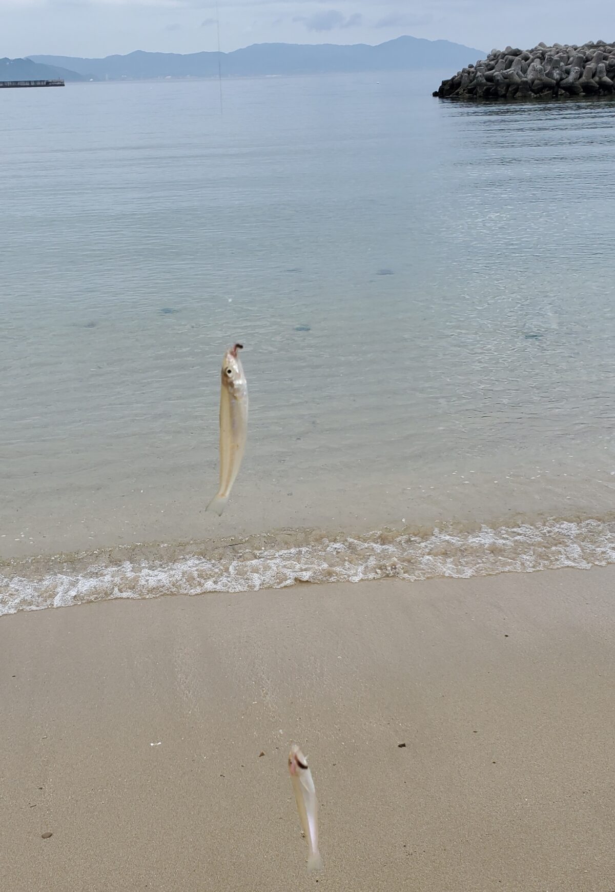 久々のキス連掛け