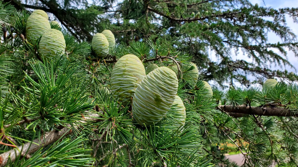 ヒマラヤスギか？