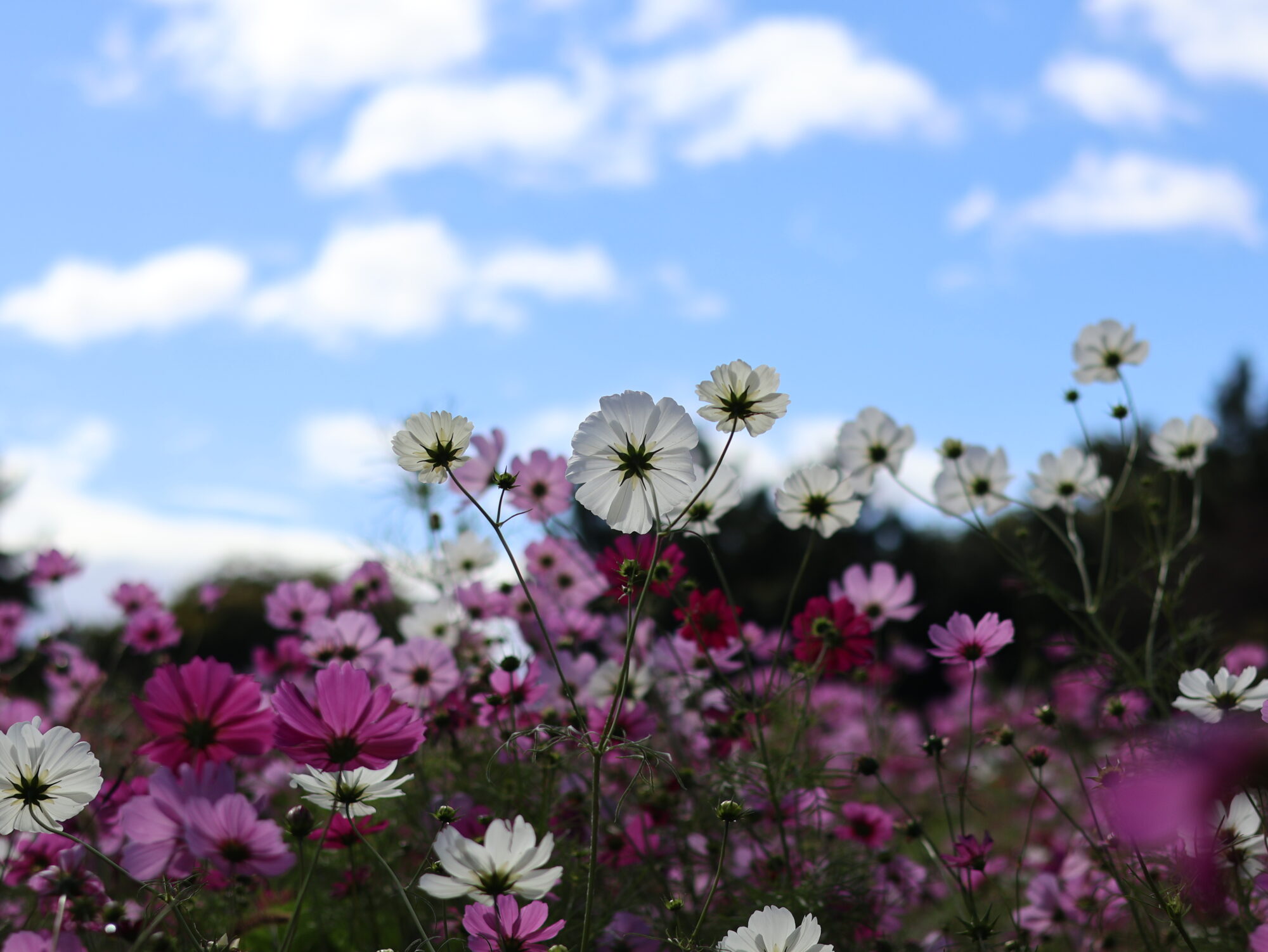 尼崎市のフォトコンテスト