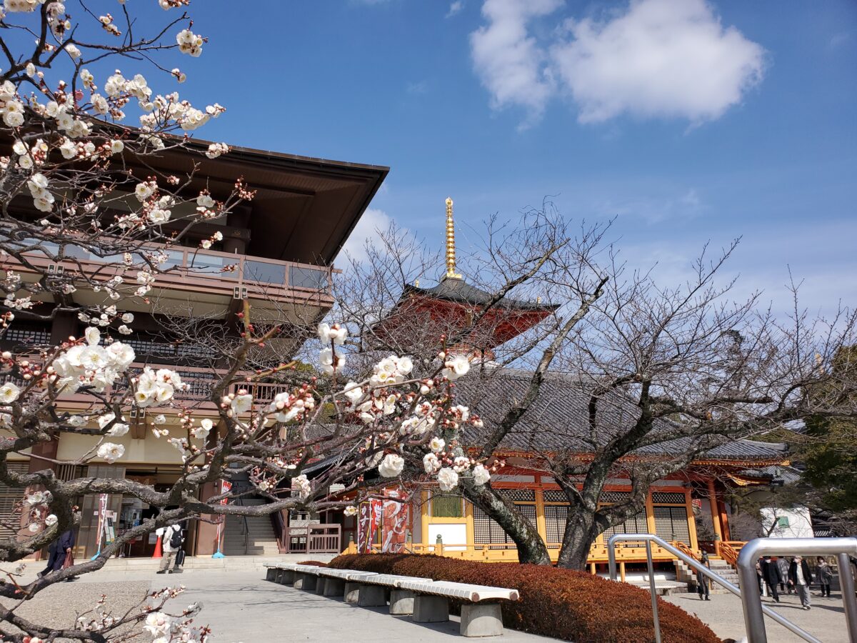 中山寺の梅は２月末頃から咲き始める
