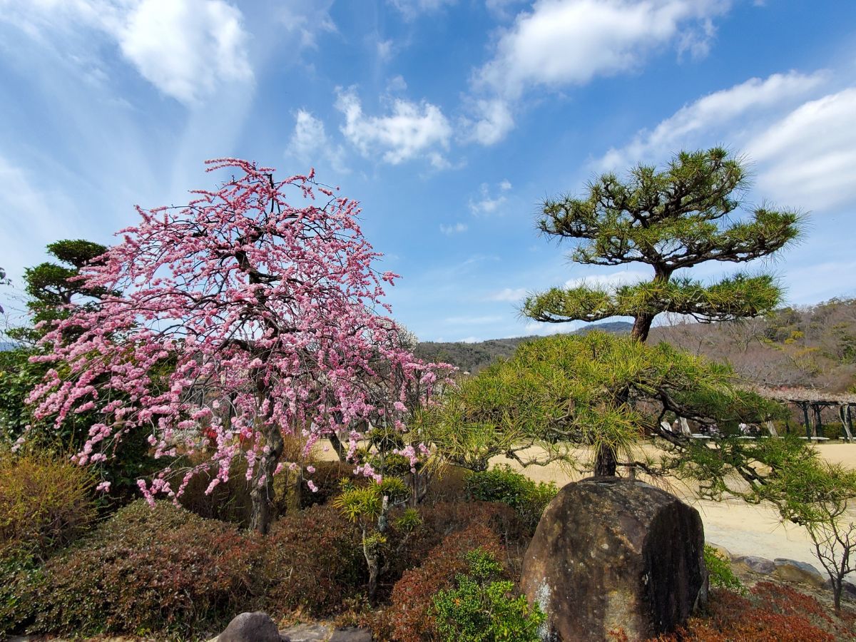 干しの広場の梅