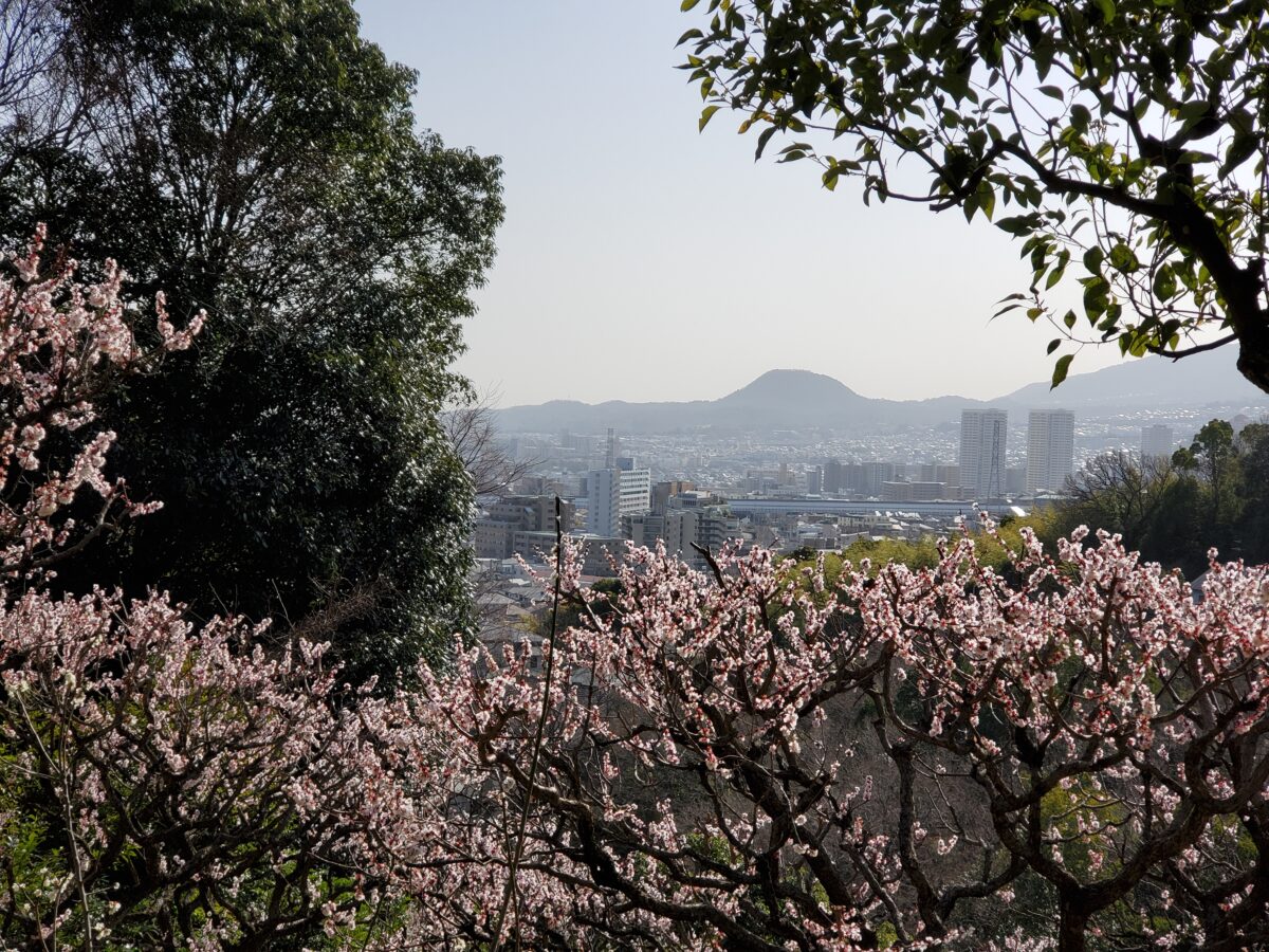 梅の向こうに甲山（写真中央）