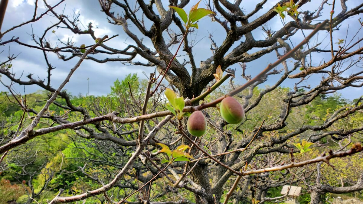４月中旬ほんのりピンクに色づいてきた梅