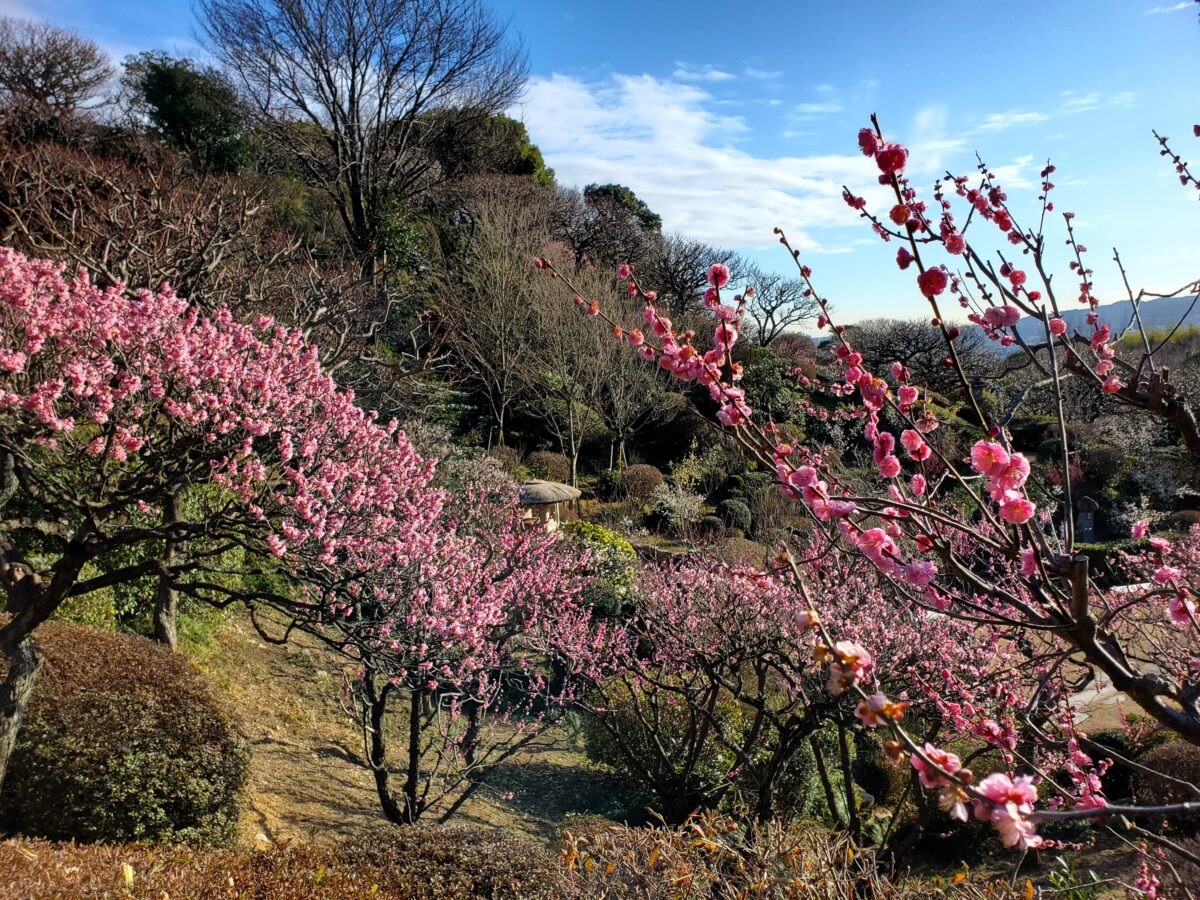 ピンクの梅も多い