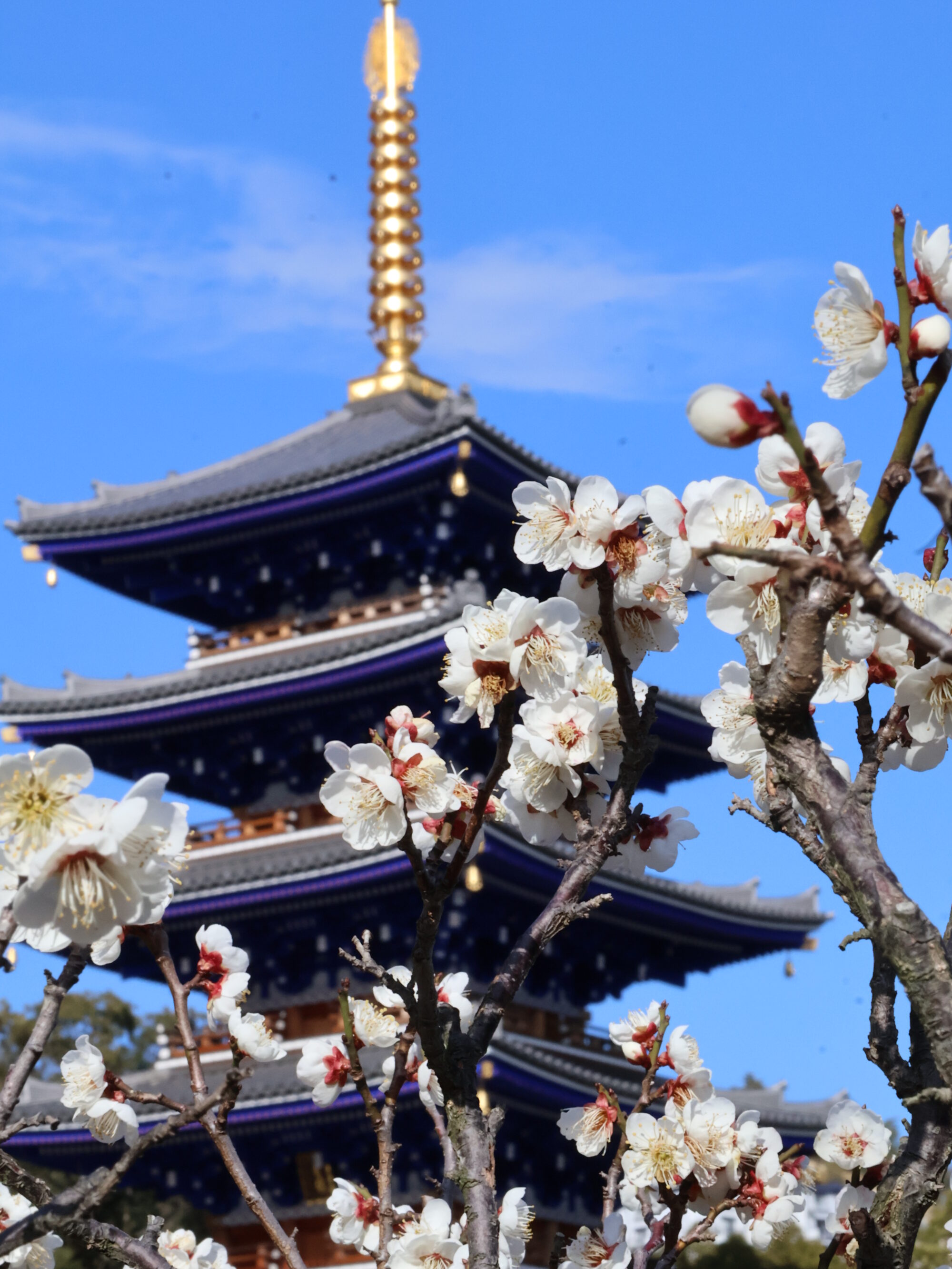 中山寺の梅は２月末頃から咲き始める