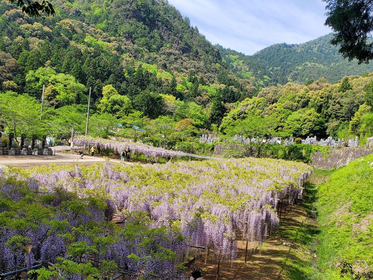 白毫寺（びゃくごうじ）全景