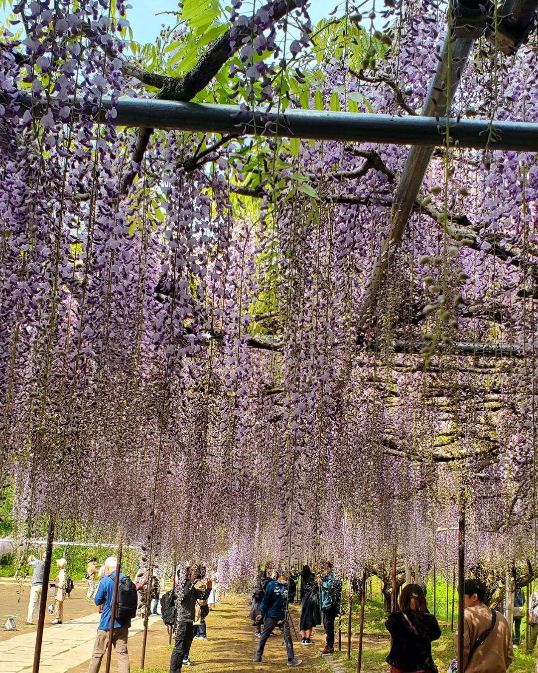 白毫寺（びゃくごうじ）の藤は甘い香り