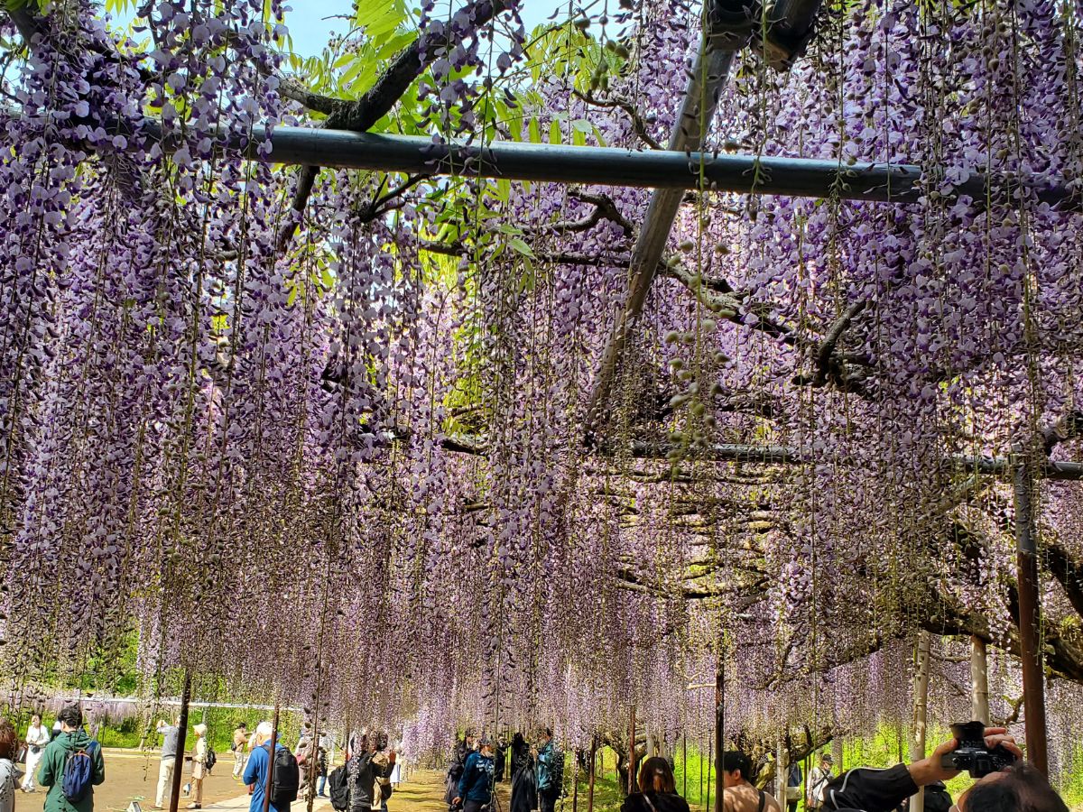 白毫寺（びゃくごうじ）の藤は甘い香り