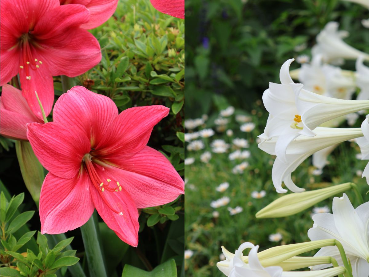 御廟山古墳周囲の花