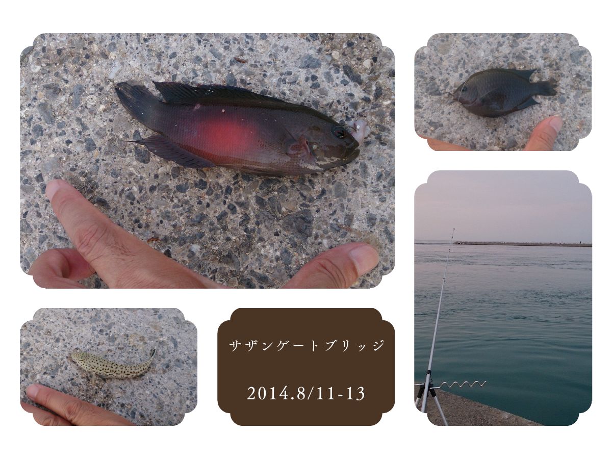 サザンゲートブリッジでの釣果