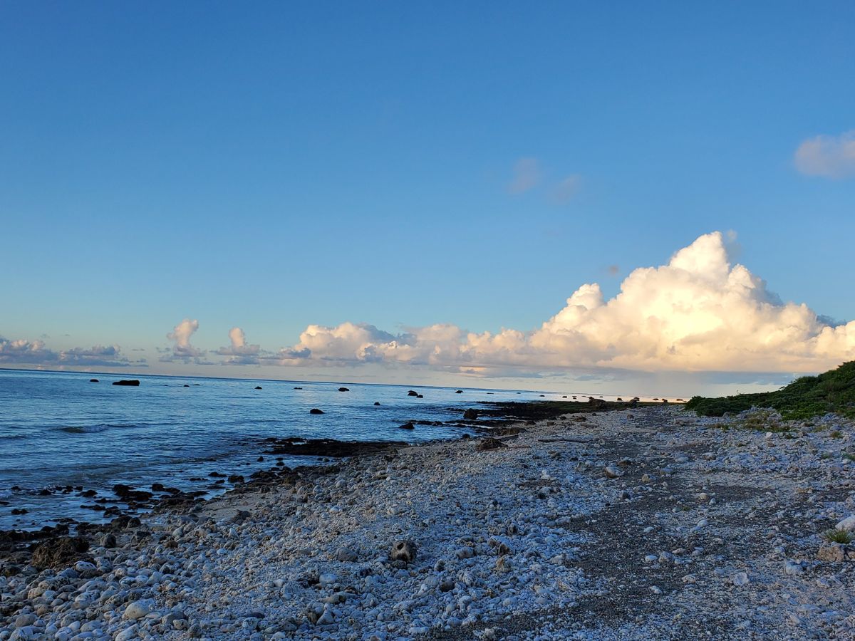 伊野田で釣れた魚たち