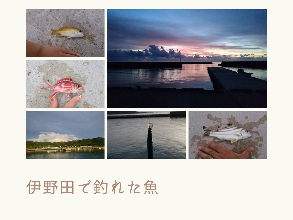 伊野田で釣れた魚たち