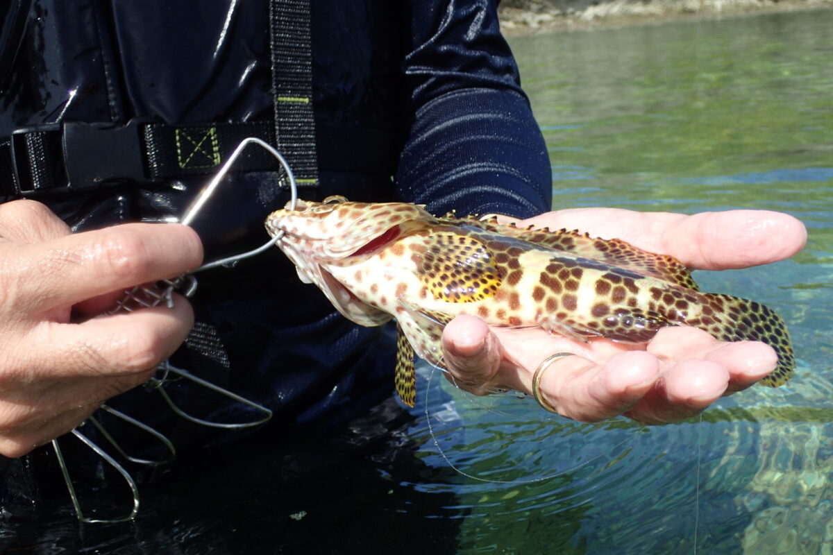 釣った魚はストリンガーで持ち運ぶ（オリンパスTG-4で撮影）