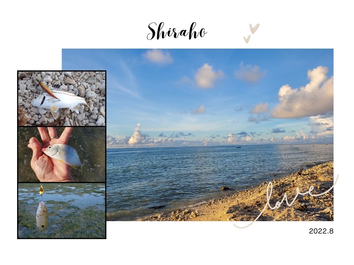 白保海岸での早朝釣果