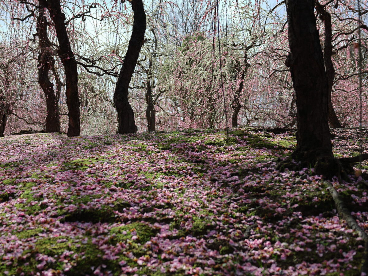 城南宮ピンクの絨毯