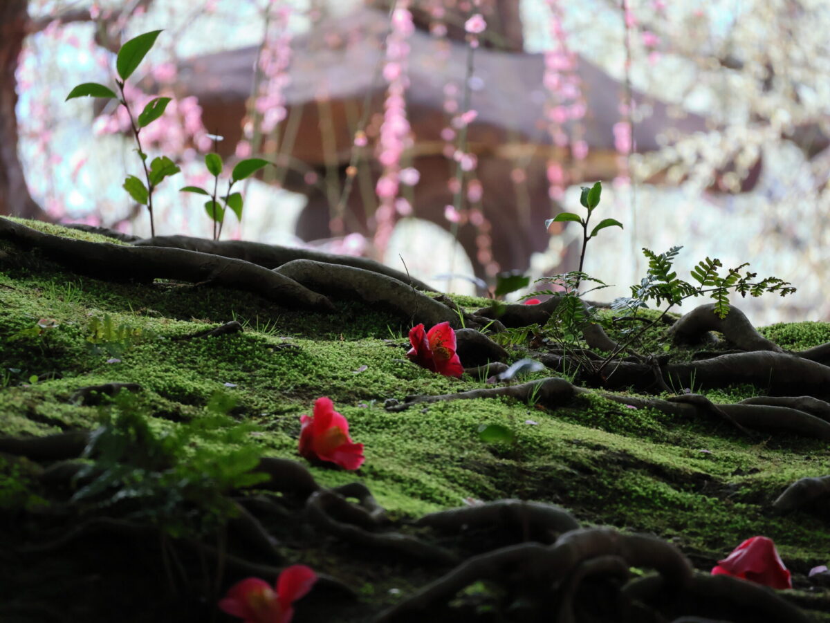 城南宮：緑の苔の上に紅の椿、バックにはピンクのしだれ梅